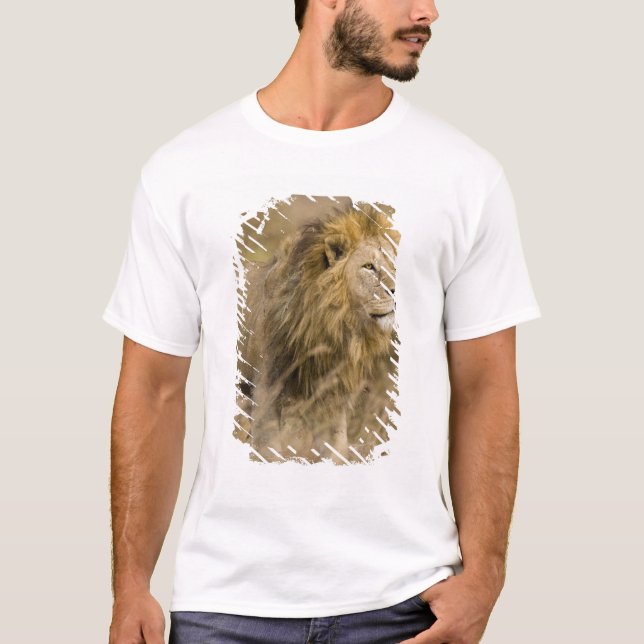 Camiseta África. Tanzania. León macho en Ngorongoro (Anverso)