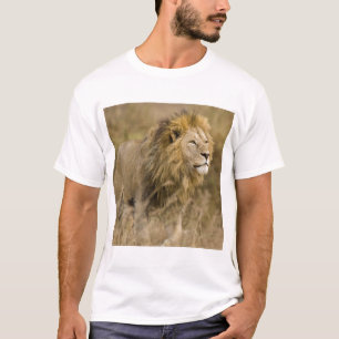 Camiseta África. Tanzania. León macho en Ngorongoro