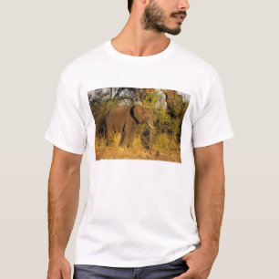 Camiseta África, Zimbabue, Parque Nacional Cataratas Victor
