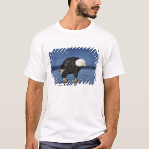 Camiseta Águila calva