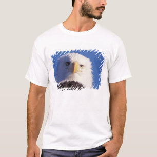 Camiseta águila calva, Haliaeetus leucocephalus, disparo a