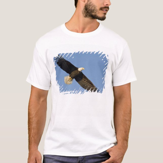 Camiseta Águila calva, Haliaetus leucocephalus, Homer, 4 (Anverso)