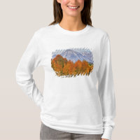 Álamos con la cordillera Teton