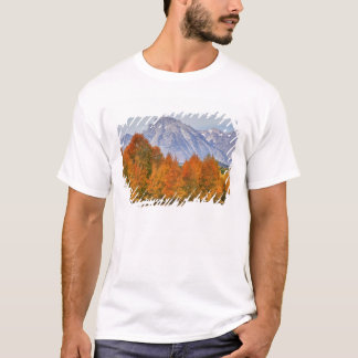 Camiseta Álamos con la cordillera Teton