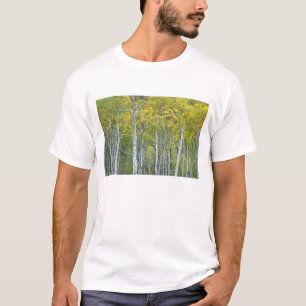 Camiseta Álamos de otoño en el paso McClure en Colorado.
