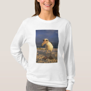 Camiseta Albatros de Laysan, Diomedea immutabilis),