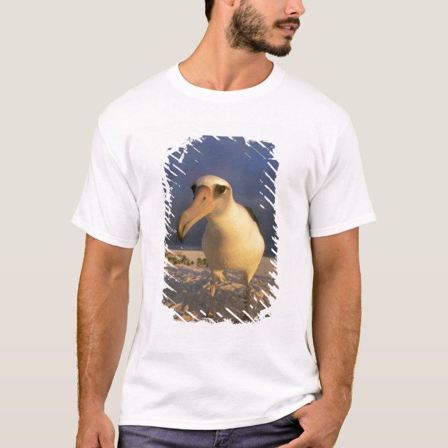 Camiseta Albatros de Laysan, Diomedea immutabilis), (Anverso)