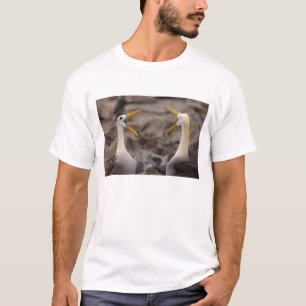 Camiseta Albatros ondulado Phoebastria irrorata) pareja