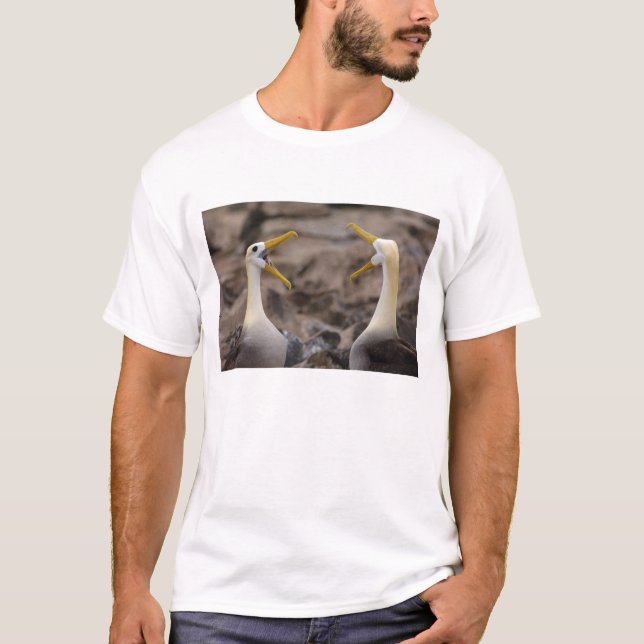 Camiseta Albatros ondulado Phoebastria irrorata) pareja (Anverso)