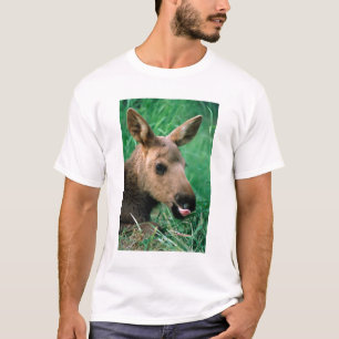 Camiseta alce, Alces alces, cría acostada en hierba, Kenai
