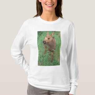 Camiseta alce, Alces alces, ternero recién nacido se pone d