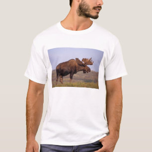 Camiseta alce, Alces alces, toro con grandes cuernos