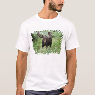 Camiseta Alce macho Alces alces) en flores silvestres,
