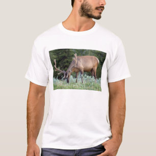 Camiseta Alce macho con cuernos en terciopelo pastando