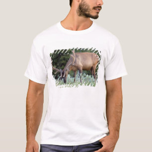 Camiseta Alce toro con cuernos en terciopelo pastando
