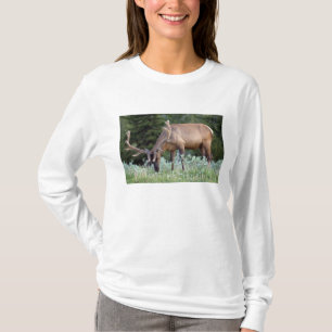 Camiseta Alce toro con cuernos en terciopelo pastando