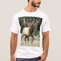 Alces 3 de Bugleing, "llamada del salvaje "
