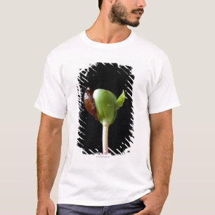Camiseta Almácigos de Apple con la cáscara de la semilla