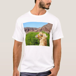 Camiseta Alpaca cerca de Salta, la Argentina