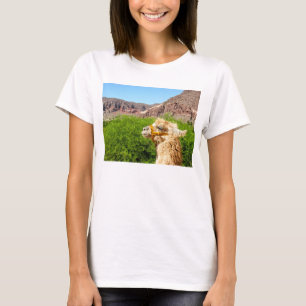 Camiseta Alpaca cerca de Salta, la Argentina