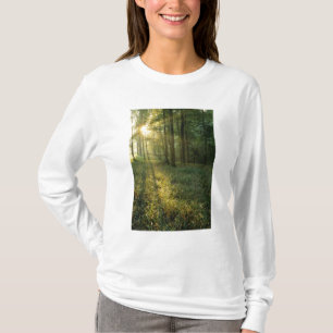 Camiseta Amanecer a través del bosque de roble y nogal, Mam