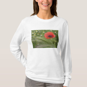 Camiseta Amarilla amapola, Toscana, Italia