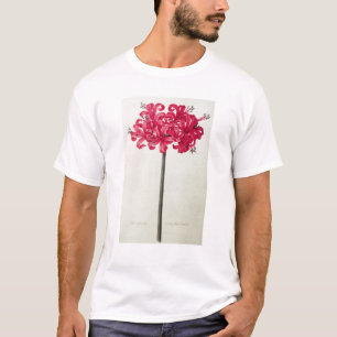 Camiseta Amaryllis Sarniensis, o narciso