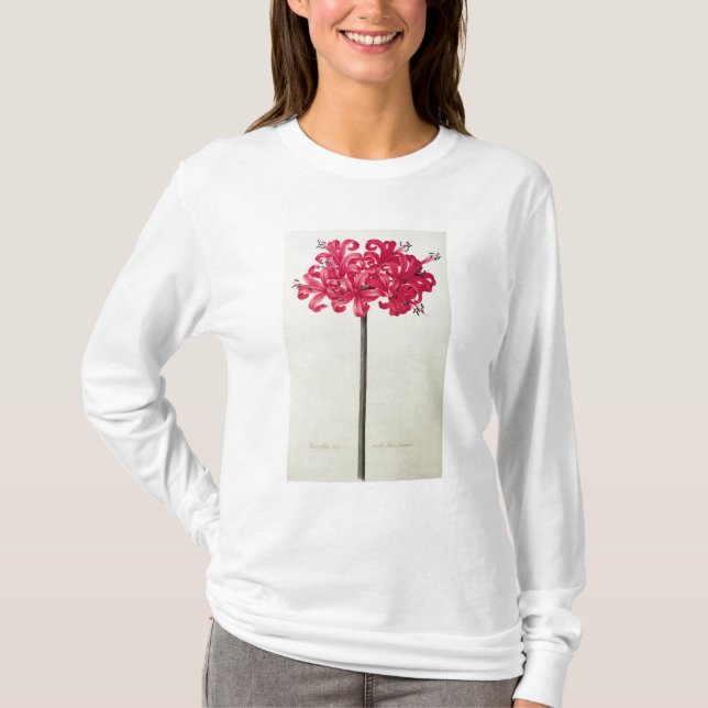 Camiseta Amaryllis Sarniensis, o narciso (Anverso)