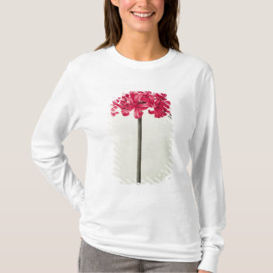 Camiseta Amaryllis Sarniensis, o narciso
