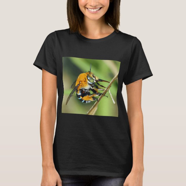 Camiseta Amegilla cingulata (Anverso)