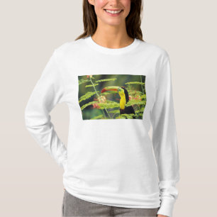Camiseta América Central, Honduras. Tucán pico canoa