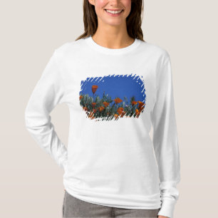 Camiseta América del Norte, Estados Unidos, California, An