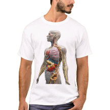 Anatomía artística: Revelando el intrincado cuerpo
