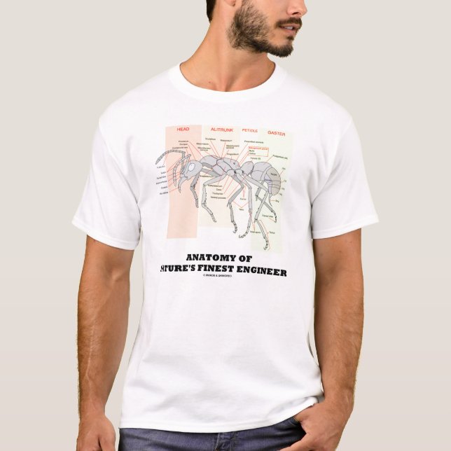 Camiseta Anatomía del ingeniero más fino de la naturaleza (Anverso)