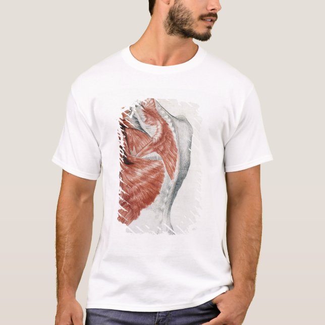 Camiseta Anatomía humana; Músculos del torso y del hombro (Anverso)