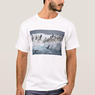 Camiseta Antártida, Isla Paulet. Pingüinos adelie