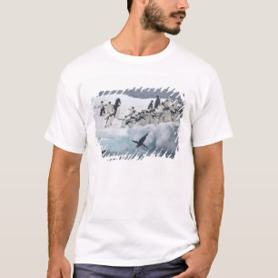 Camiseta Antártida, Isla Paulet. Pingüinos Adelie