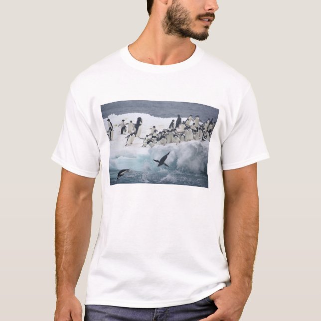 Camiseta Antártida, isla Paulet. Pingüinos de Adelie (Anverso)