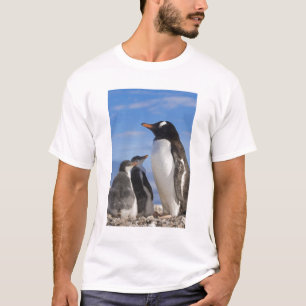 Camiseta Antártida, Neko Cove (Puerto). Pingüino de Gentoo 