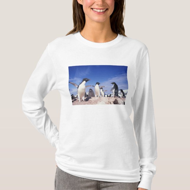 Camiseta Antártida, Pingüino Adelie Pygoscelis (Anverso)