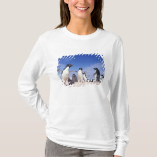 Camiseta Antártida, Pingüino Adelie Pygoscelis