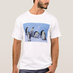 Camiseta Antártida, Pingüinos Emperadores