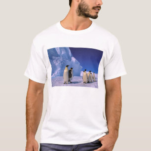 Camiseta Antártida, Territorio Antártico Australiano, 7