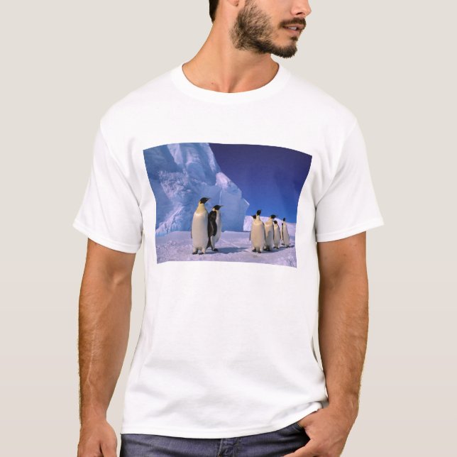 Camiseta Antártida, territorio antártico australiano, 7 (Anverso)