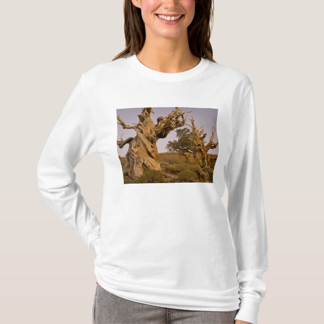 Camiseta Antiguo bosque Bristlecone, Montañas Blancas, CA (Anverso)