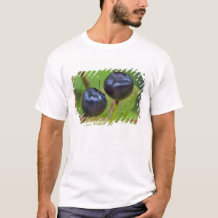 Camiseta Arándanos maduros en el Flathead Nacional 2