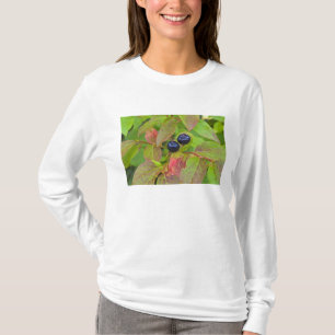 Camiseta Arándanos maduros en el Flathead National