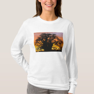 Camiseta árbol baobab africano, Adansonia digitata,