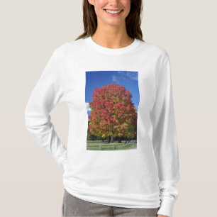 Camiseta Árbol de arce rojo en colores otoñales, cerca de