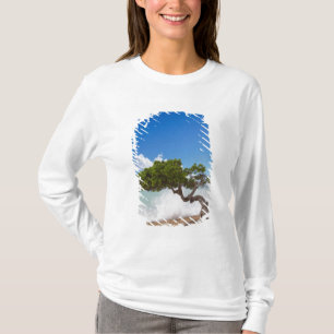 Camiseta Árbol Divi Divi, Playa Eagle, Aruba, Caribe
